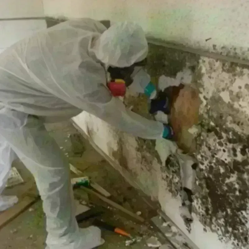 Mold Remediation and Removal in Monroeville, AL